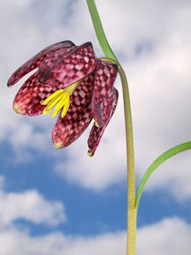 Blüte der Schachbrettblume (chess flower), Makro by Dagmar Laimgruber