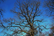 Magic Tree I – Die Magie der Bäume von malin