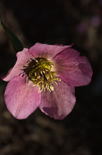 Blüte von fotolos