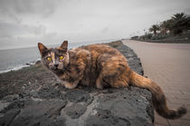 Katze auf Lanzarote von Alfred Derks