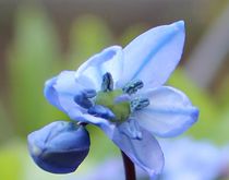 Blume aus Zwiebel in blau by Simone Marsig