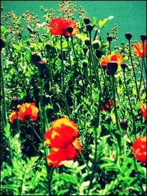 ~~ Poppies ~~ by Sandra  Vollmann