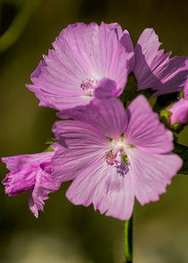 Musk Mallow von Colin Metcalf