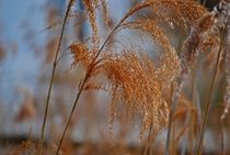 Idylle am Ammersee... 22 by loewenherz-artwork