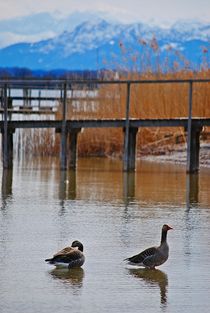 Idylle am Ammersee... 6 von loewenherz-artwork