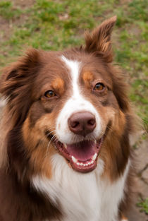 Australian Shepherd by Natalie Jahnel