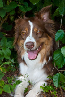 Australian Shepherd by Natalie Jahnel