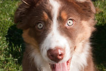 Australian Shepherd by Natalie Jahnel