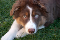 Australian Shepherd by Natalie Jahnel