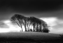 The Copse at Garngoch Common by Leighton Collins