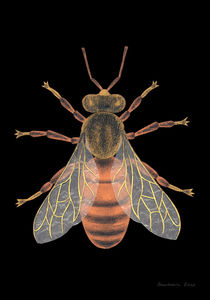 Bee by Anastassia Elias