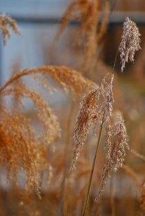 Idylle am Ammersee... 38 by loewenherz-artwork