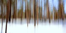 Winter-Wald-Panorama von gugigei