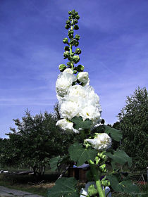 White beauty... von voelzis-augenblicke