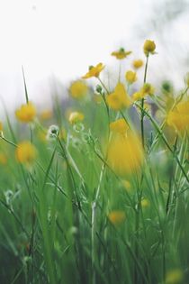 Buttercups von Katharina Mayer