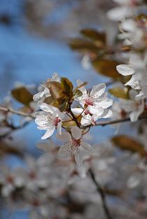 Frühling am Ammersee... 2 by loewenherz-artwork