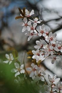 Frühling am Ammersee... 1 von loewenherz-artwork