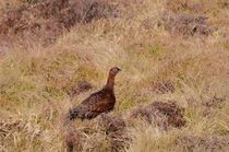 Red Grouse by Malcolm Snook