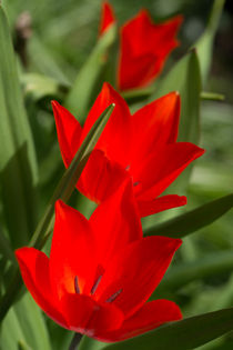 Tulpen  von Stephan Gehrlein