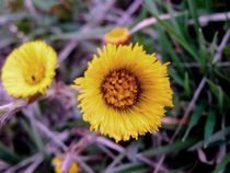 first flower by Maksym Syrota