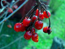 guelder rose 	 by Maksym Syrota