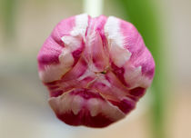 Tulpe by fotolos