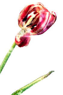 Tulipan by Martina Marten
