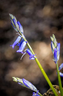 woodland bluebells von Jeremy Sage