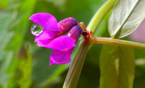 Flowering sweet peas von Yuri Hope