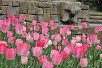 Tulips von Azzurra Di Pietro