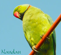 Rose Ringed Parakeet von Nandan Nagwekar