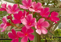 Pink Bunch von Nandan Nagwekar