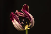 Tulpe by fotolos