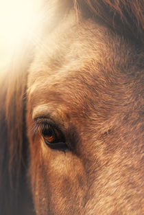 Equine eye von Marcus Hennen