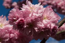 Japanische Kirschblüten by Rainer F. Steußloff