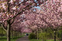 Kirschblüten by Rainer F. Steußloff