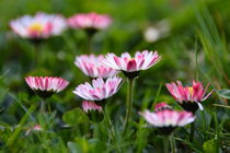 Gänseblümchen von gugigei