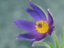 Blütenmakro, Küchenschelle, pulsatilla, pasque flower, blue von Dagmar Laimgruber