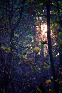 Wild and Tangled Forest von Vicki Field