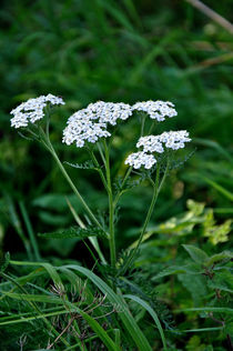 Yarrow Flower Heads von Rod Johnson