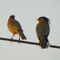Bird-braminy-starling