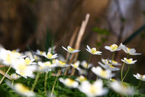 Anemonen von Jens Uhlenbusch