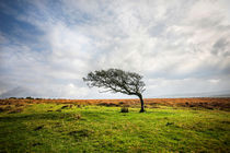 Windswept Tree by David Hare