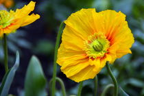 Islandmohn von gugigei