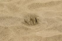 Spuren im Sand von toeffelshop