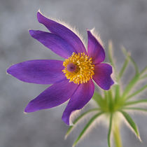 Blütenmakro, Küchenschelle, pulsatilla, pasque flower, blue von Dagmar Laimgruber