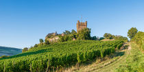 Burg Klopp in Bingen by Erhard Hess