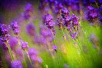 Lavender Flowers by Natalia Klenova