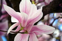 Magnolienblüten von gugigei