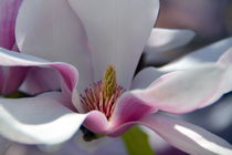 Magnolienblüte von gugigei